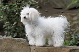 BICHON BOLONAIS 002